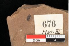 Foto (Detailansicht) von Myrica lignitum Unger (NHMW-GEO-2024-0188-0676)